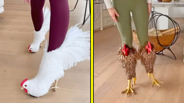 Chicken Heels: The Viral Chicken Boots and Stilettos Everyone Is Clucking About